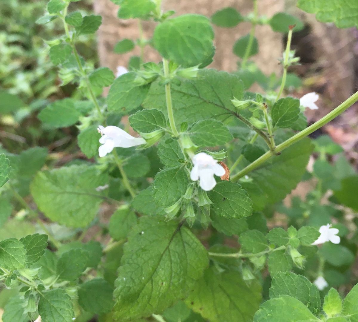 白い花（毎度、虫の話）