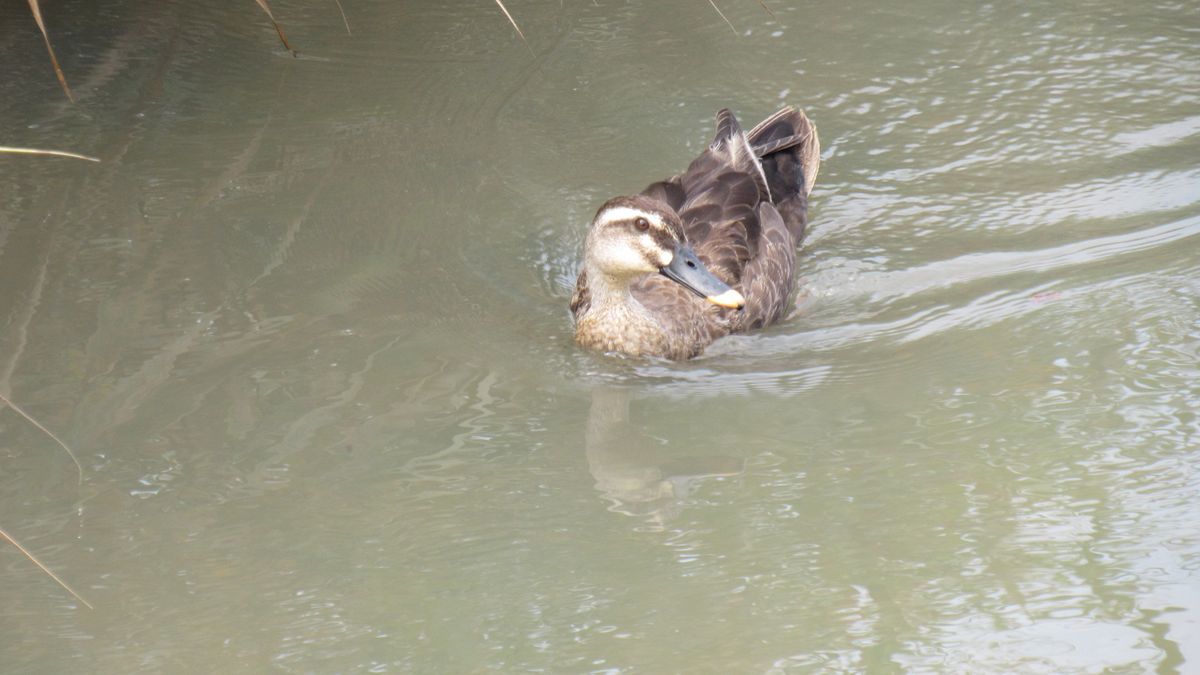 一度見てみたいカルガモ親子の引っ越し