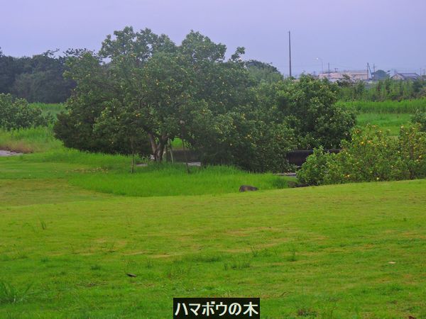 雨上がり。ウォーキングMS⑧200日目(2725日目)