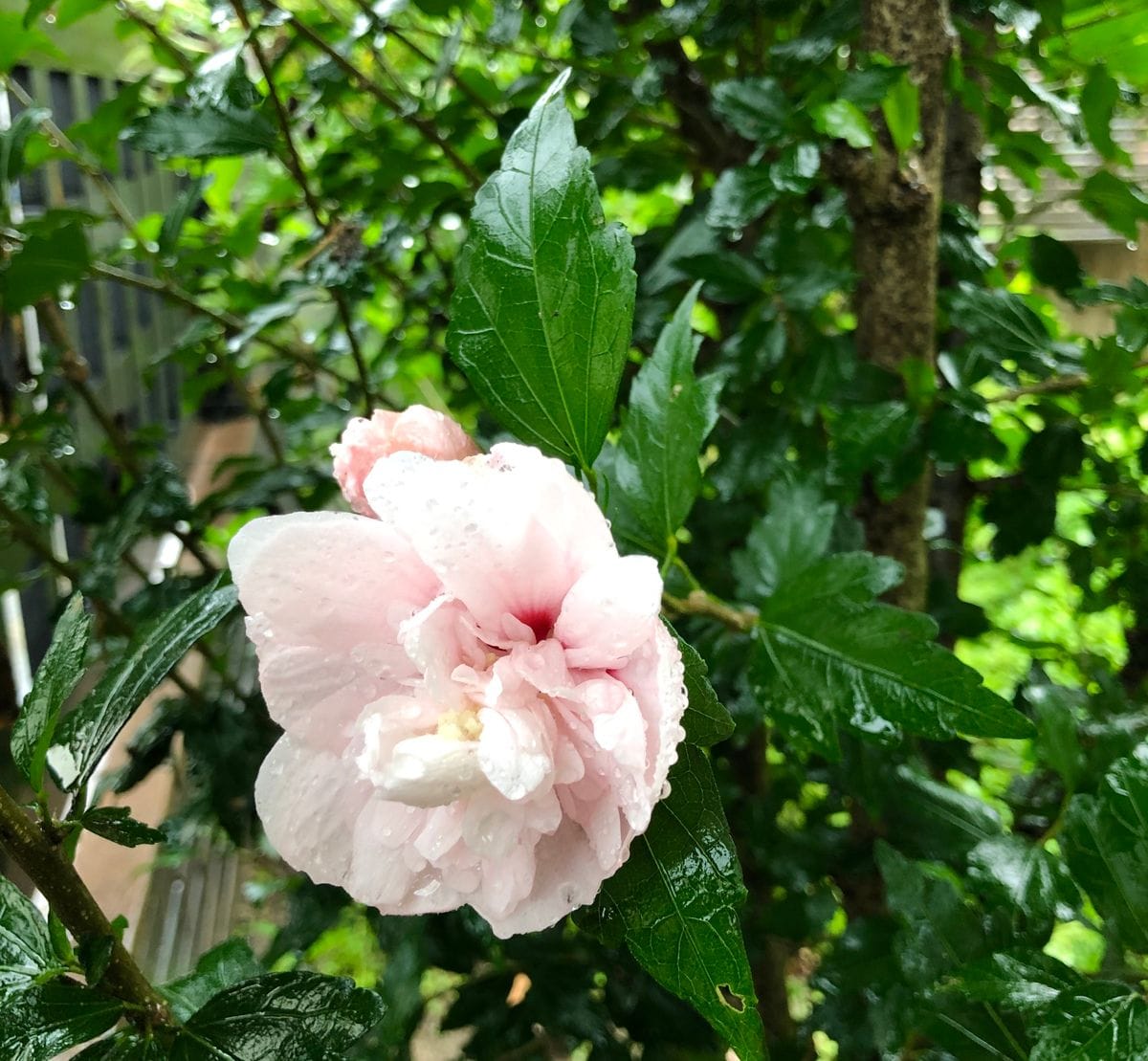 花を食べる犯人…