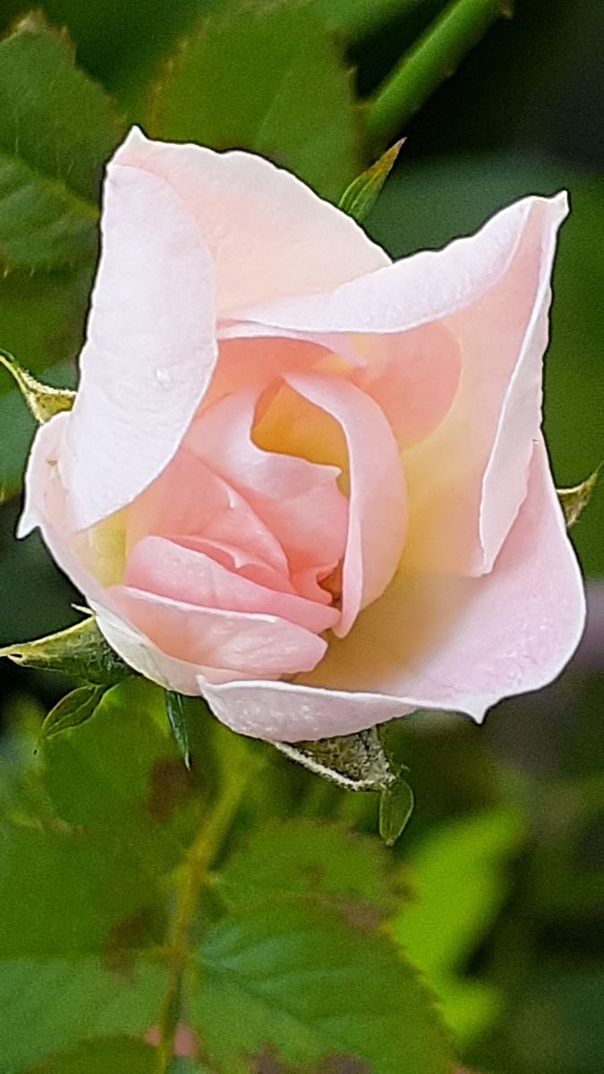 ふくおかルーバルガーデン3～夏🌺👒の***  庭便り～小さな小さな薔薇🌹が咲きました。