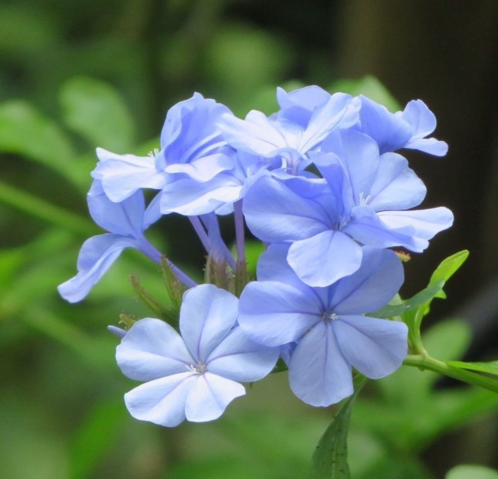 🌻今日の花たち🌻その122