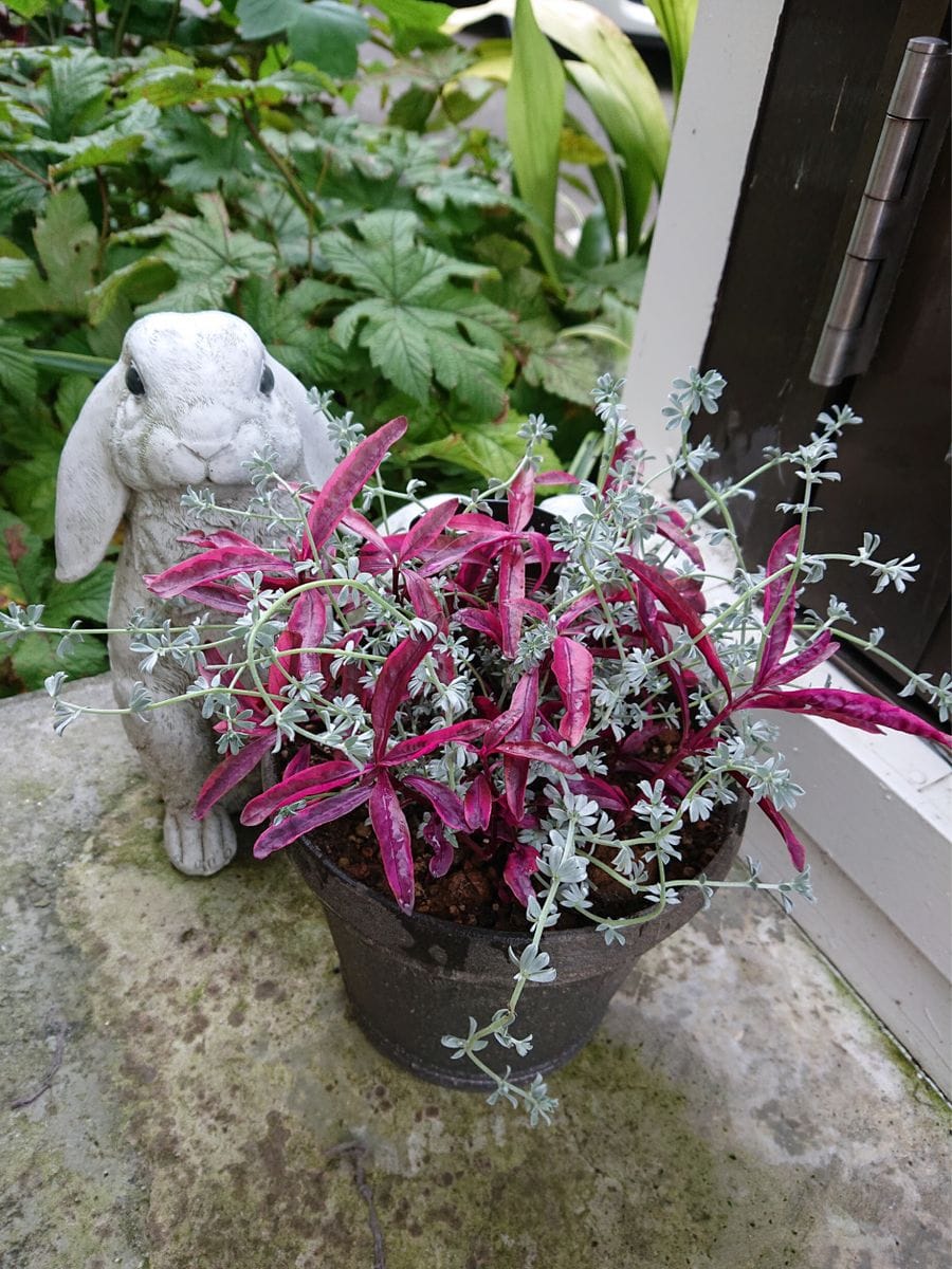 寄せ植え、苔玉、ギボウシ