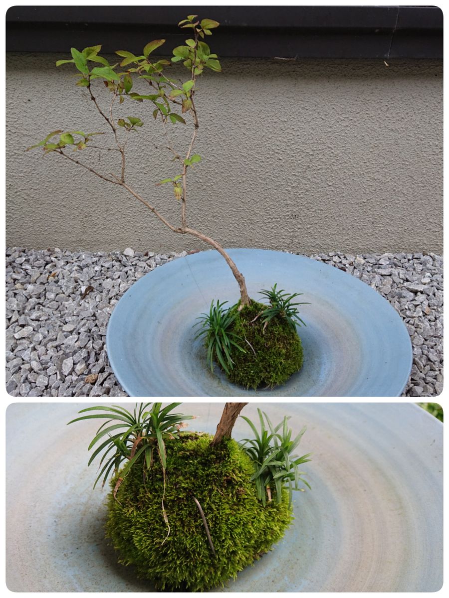 寄せ植え、苔玉、ギボウシ