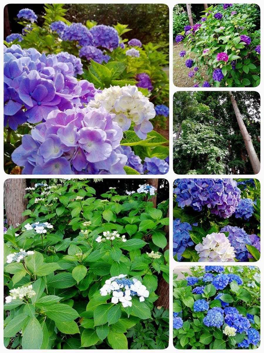 松前藩屋敷駐車場近くの花壇　その２