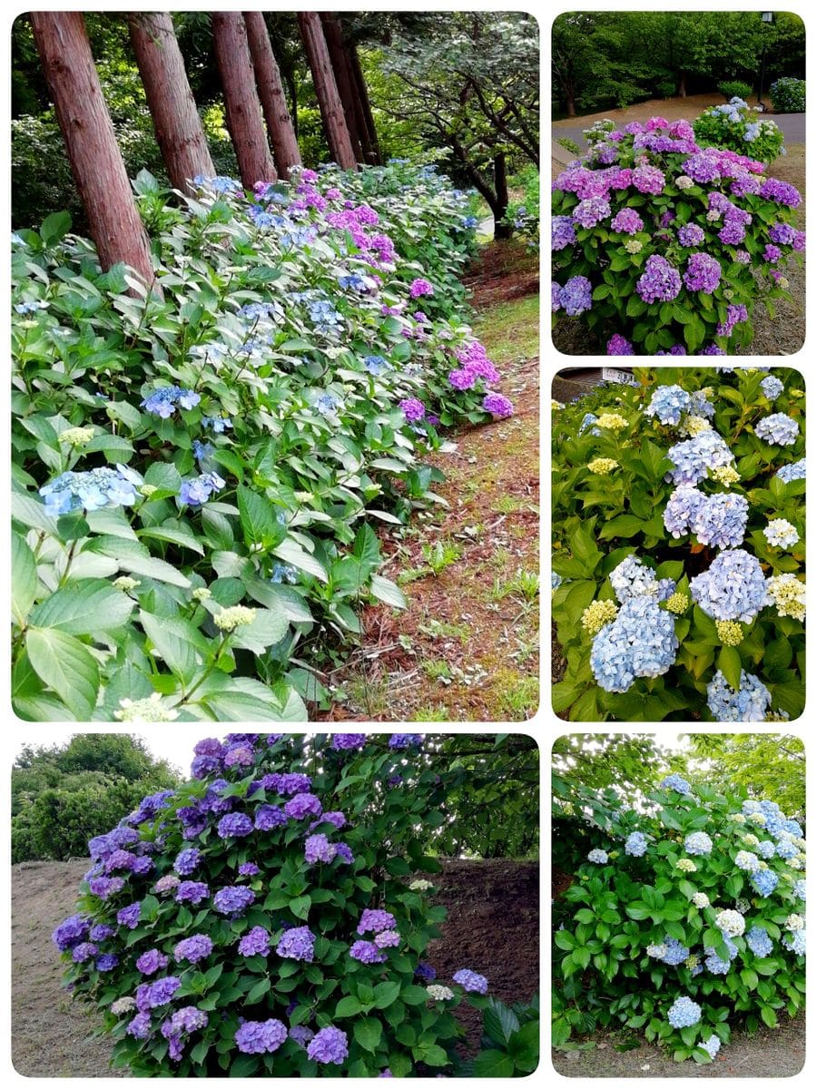 松前藩屋敷駐車場近くの花壇　その２