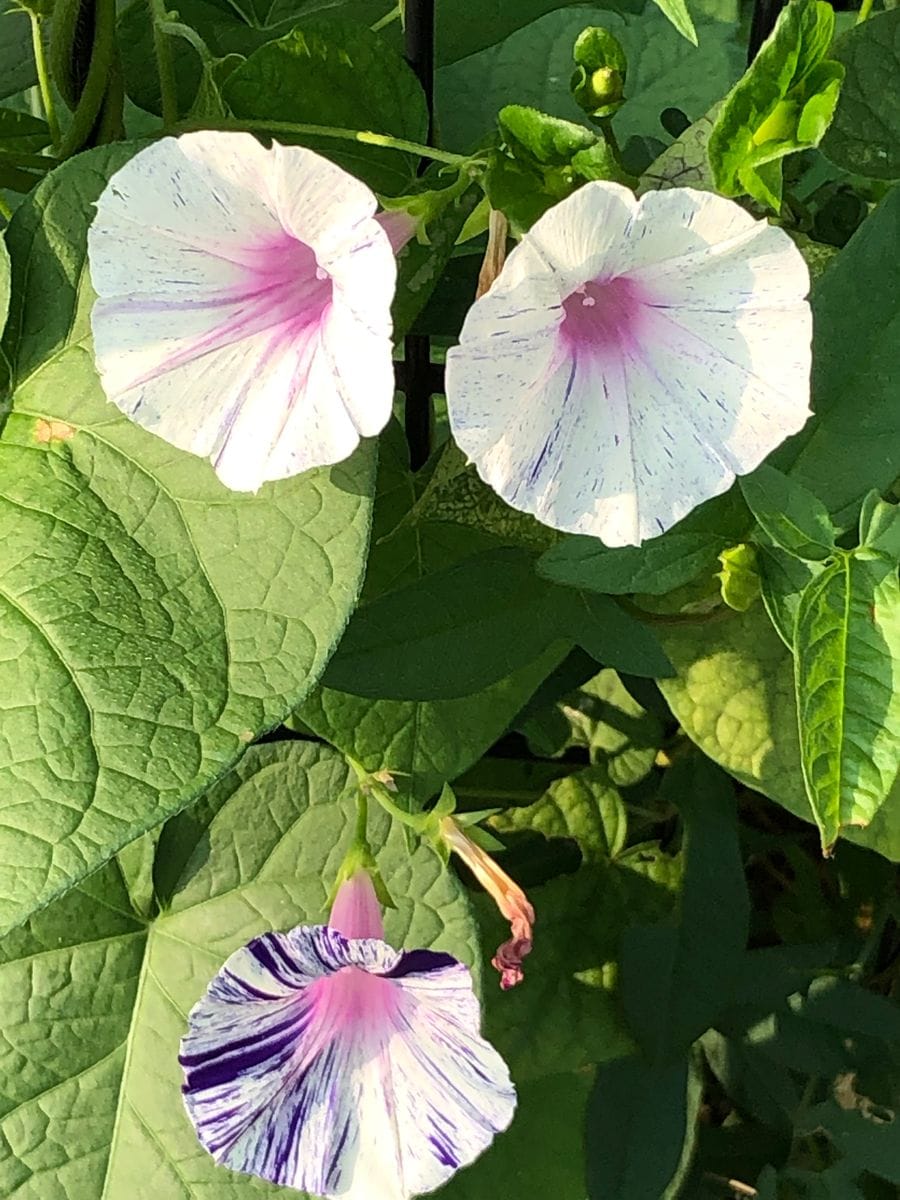 常陸の花火。白い花。