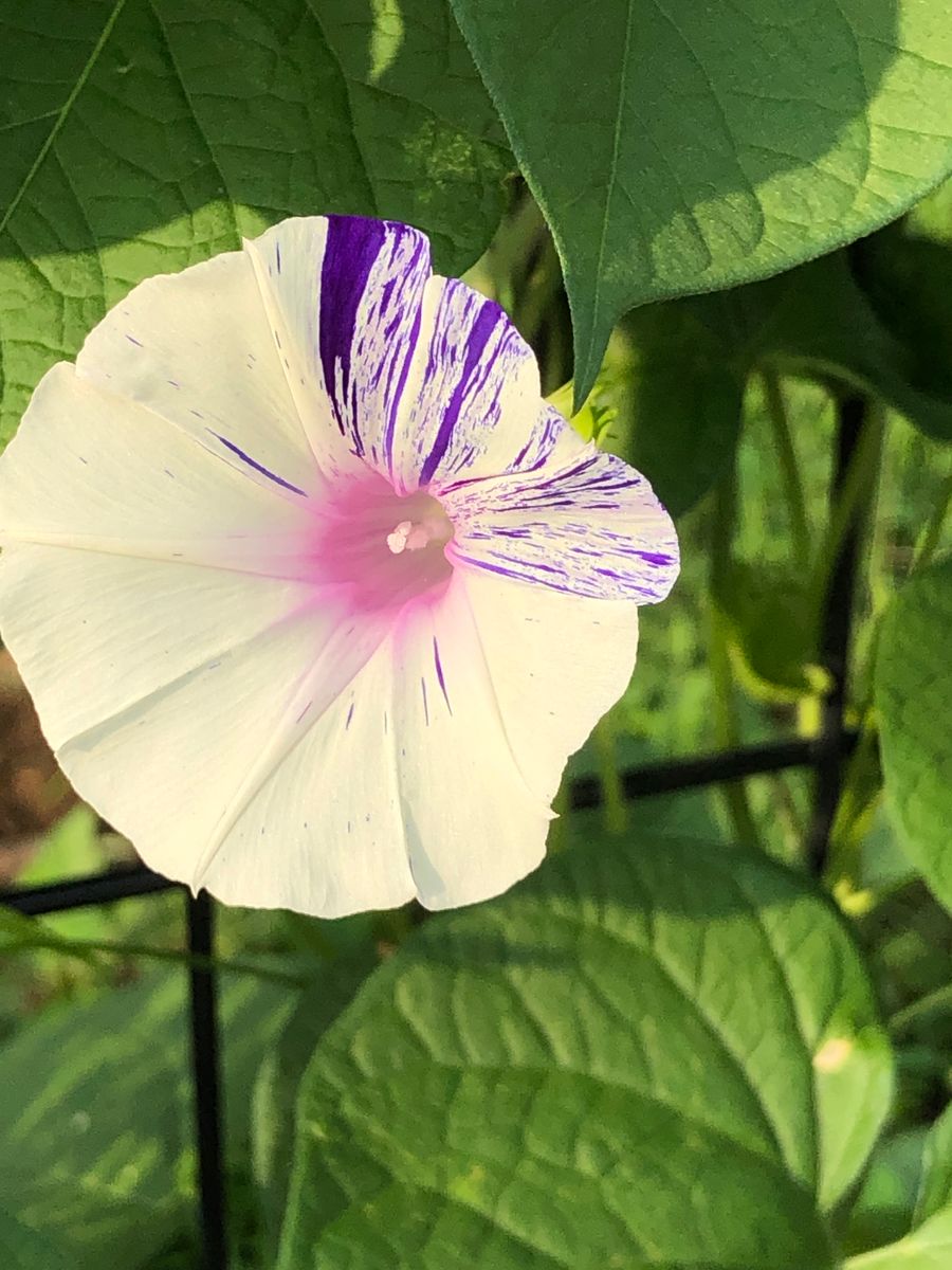 常陸の花火。白い花。