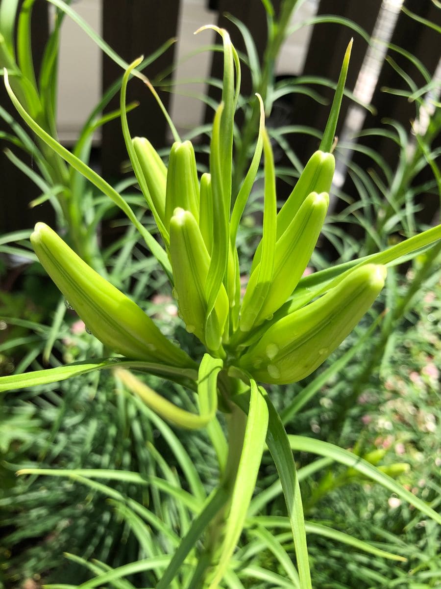 覚えたての花の名前