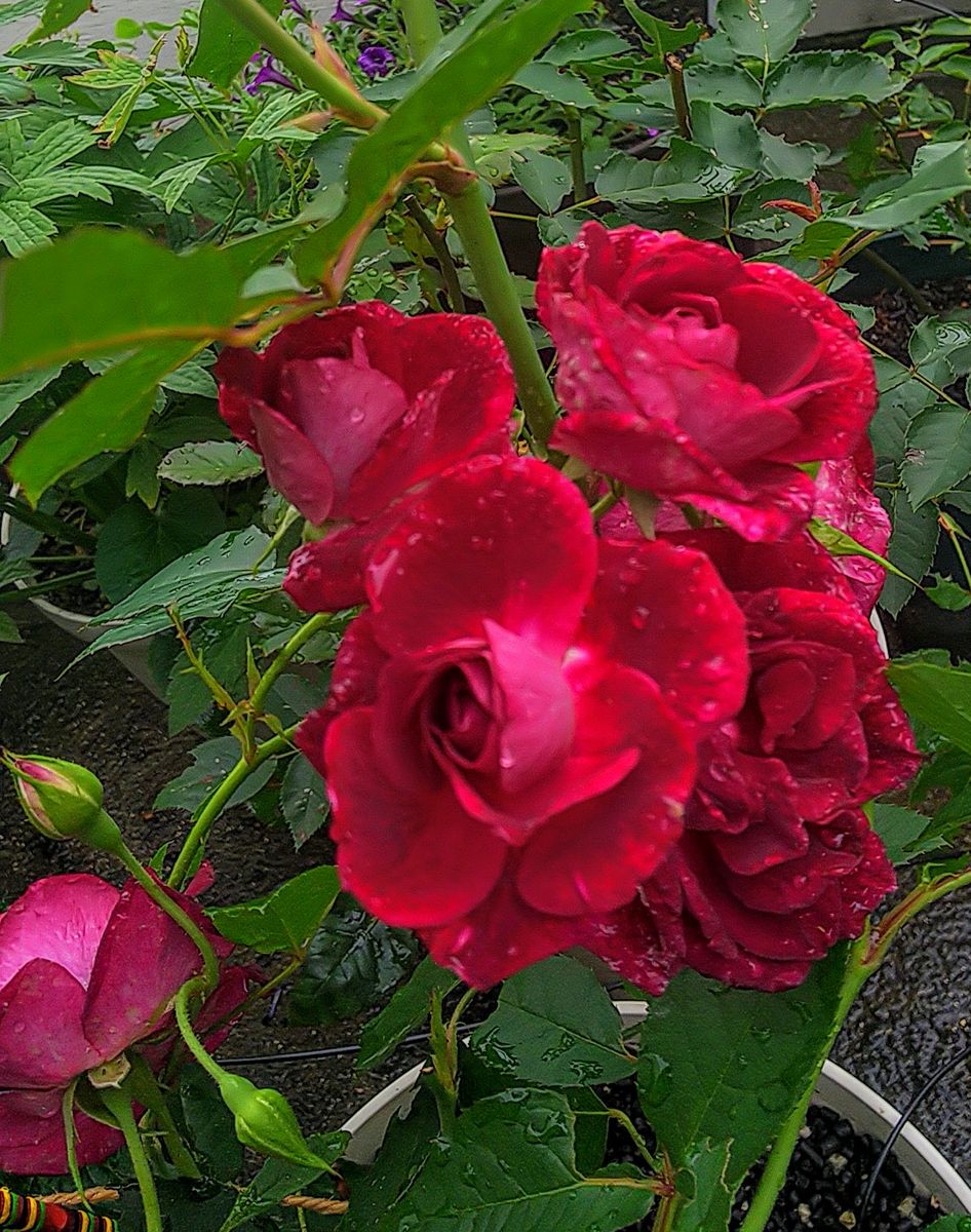 雨上がりの薔薇🌹