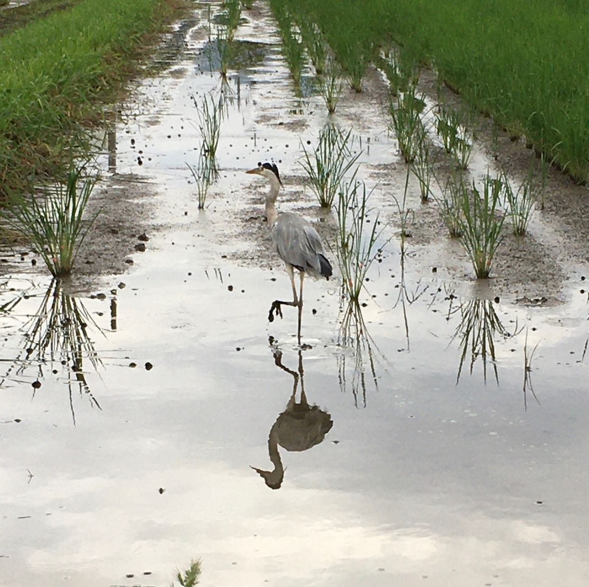 雨が降ると