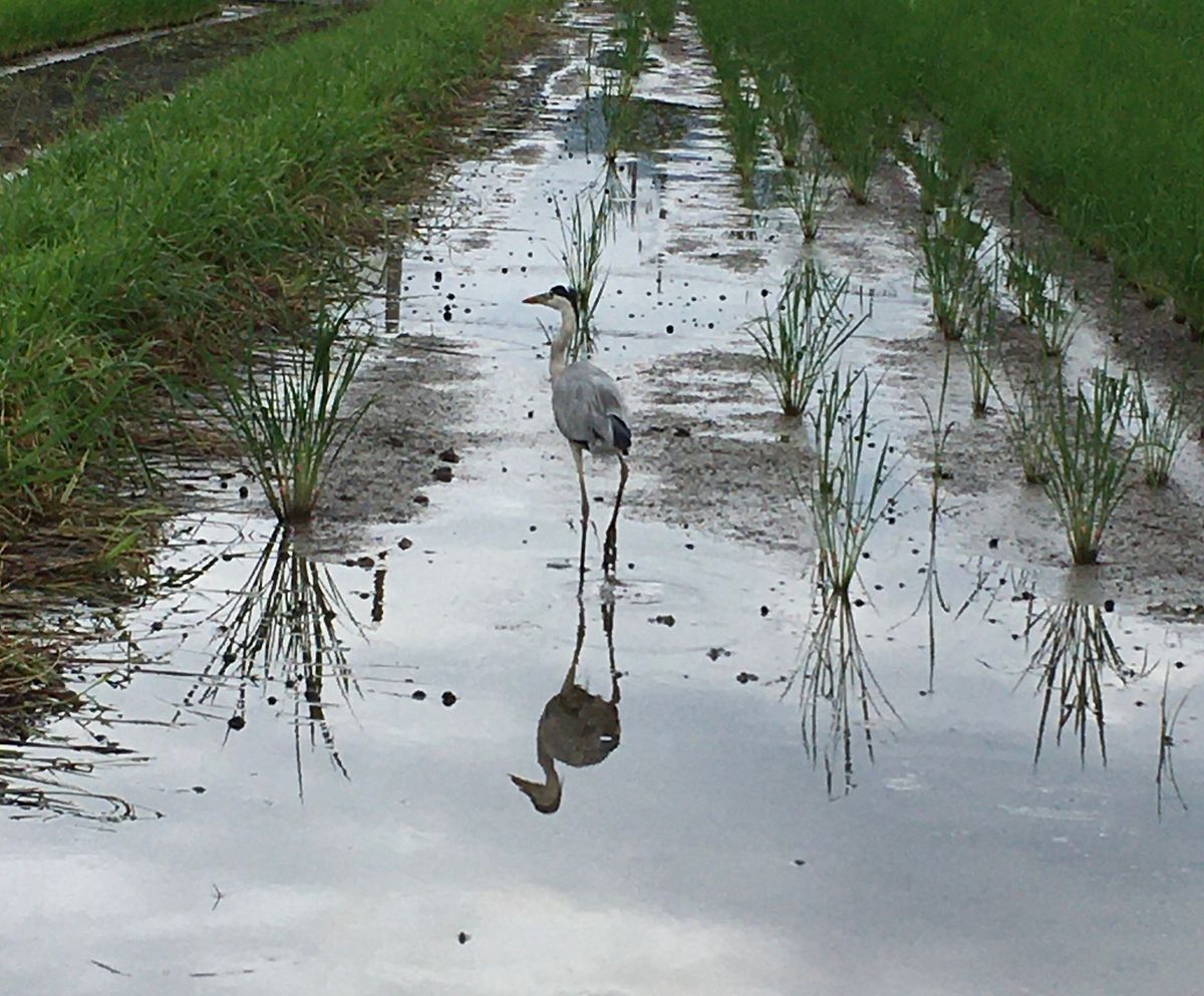 雨が降ると