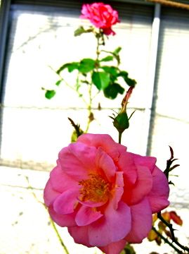 今朝の庭から薔薇３種/濃い色編