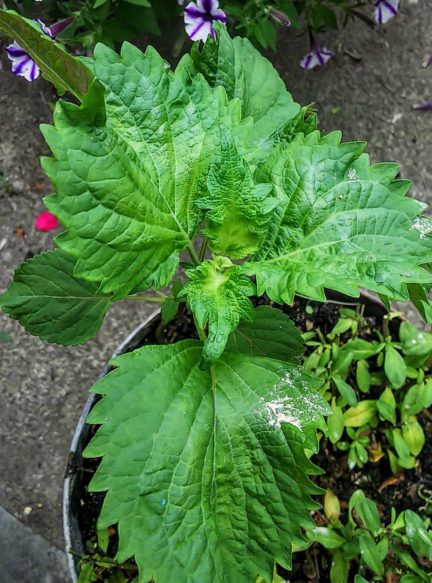 種こぼれ野菜