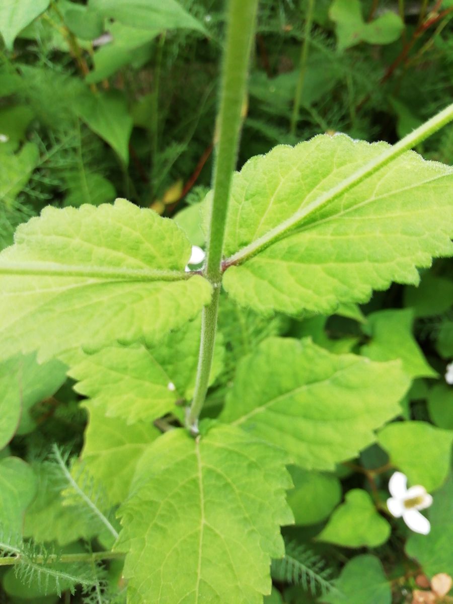 シソ科？オオバコ科の花?