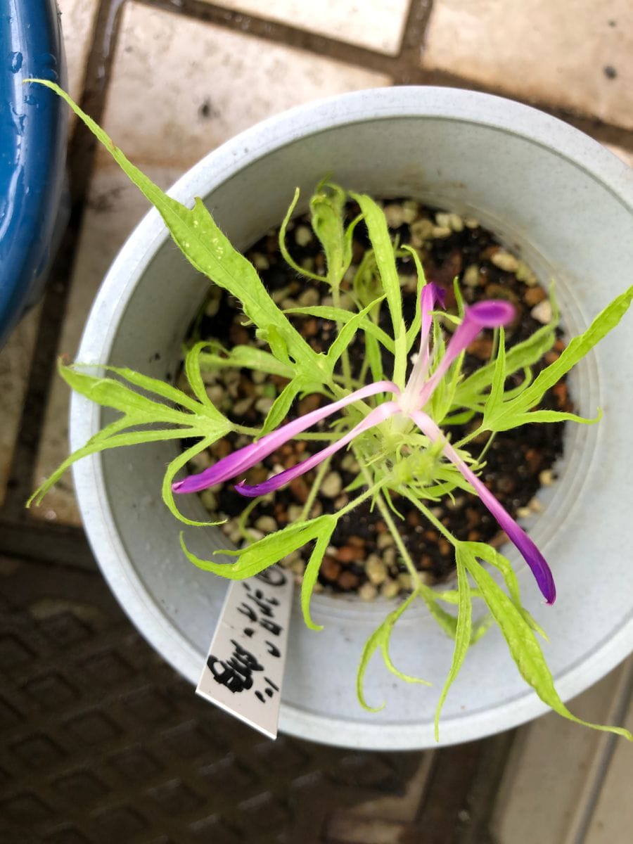 渦小人親木候補3番の開花