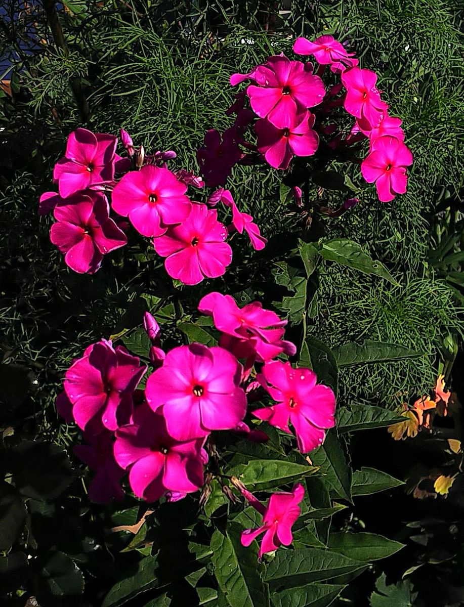 午後のベランダの花💠