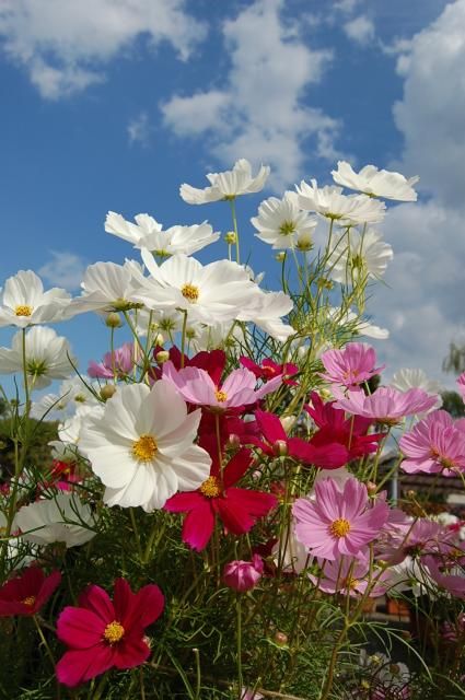 植物園も秋の花いっぱい