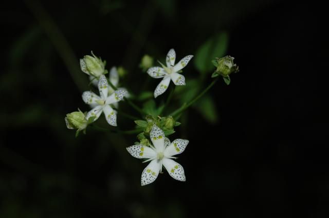 植物園も秋の花いっぱい