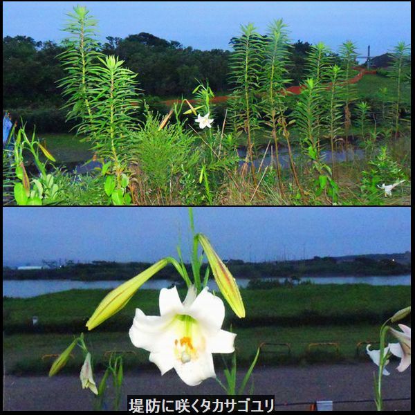 ウォーキングMS⑧205日目(2730日目)