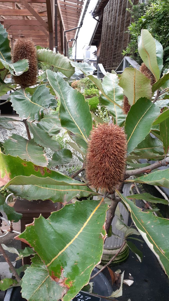 植物園