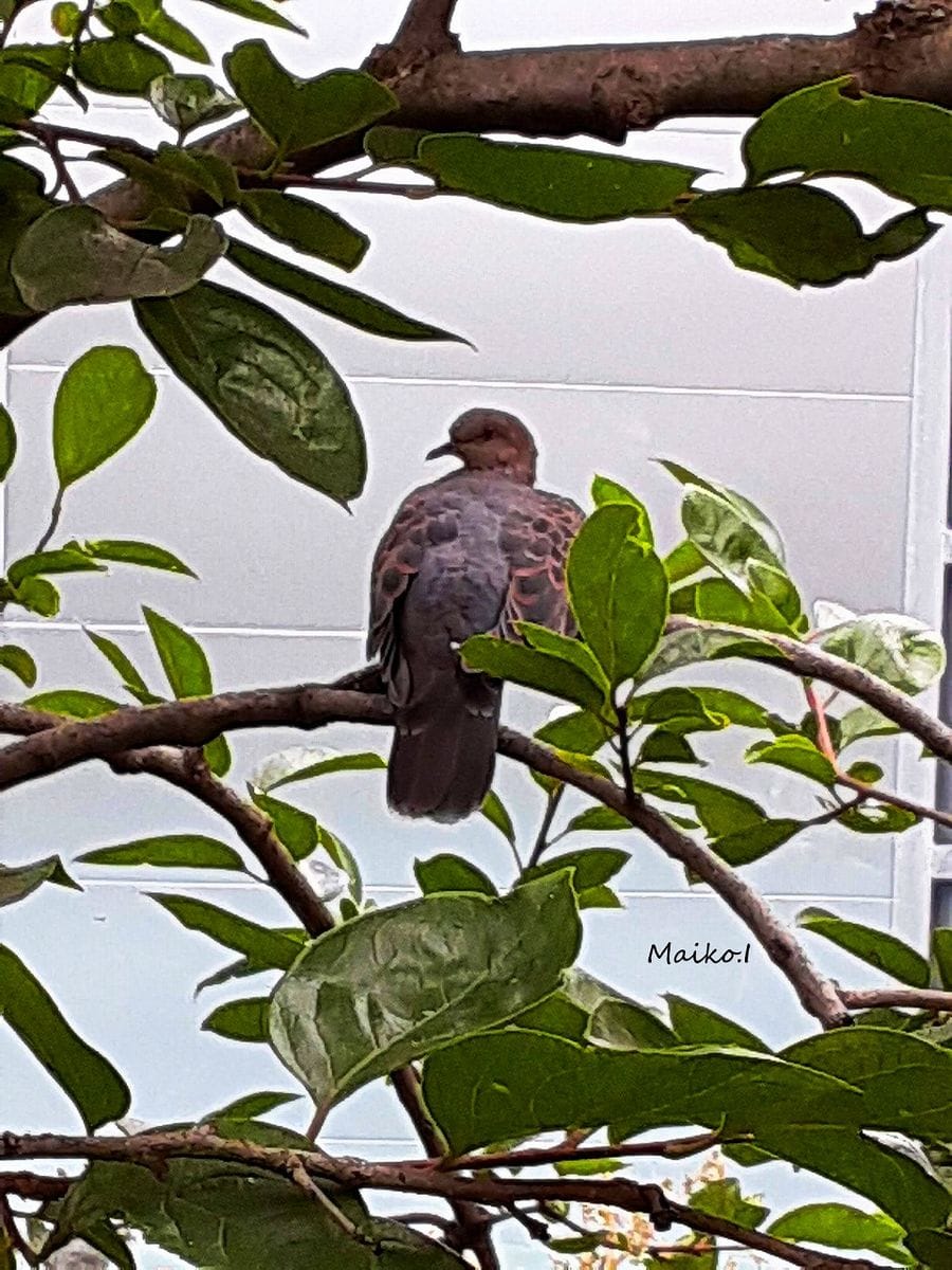 柿の木と山鳩。