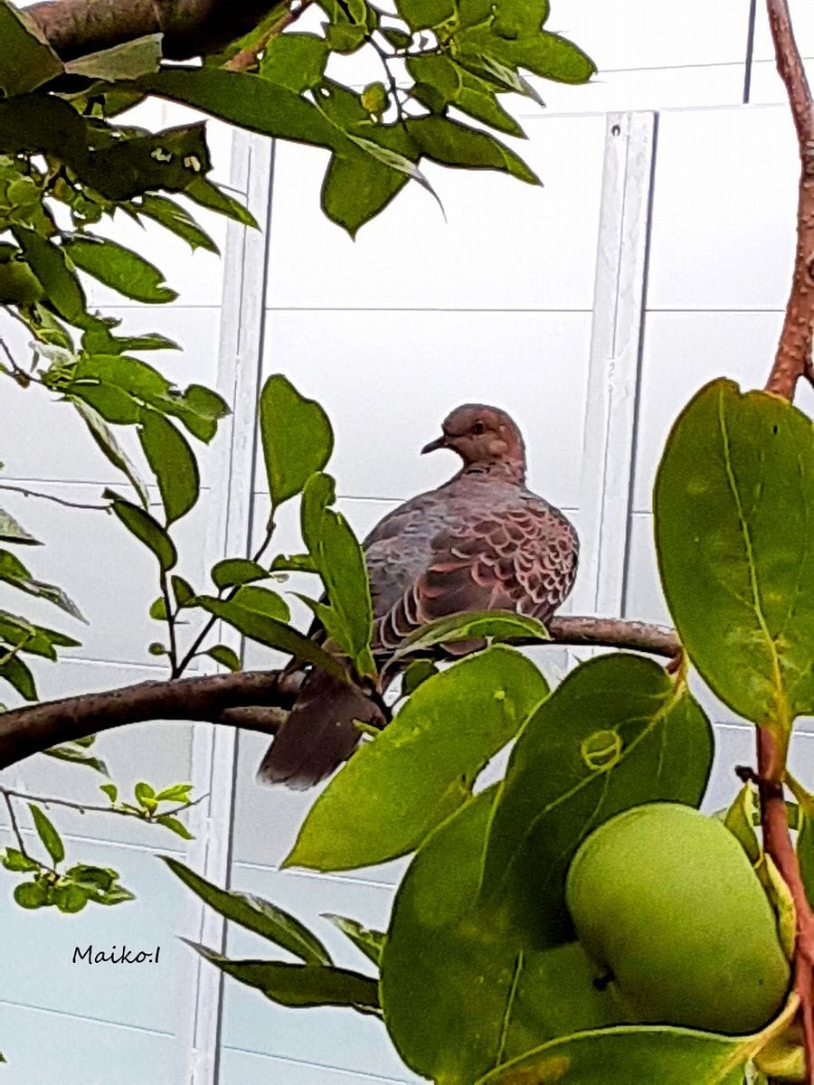 柿の木と山鳩。