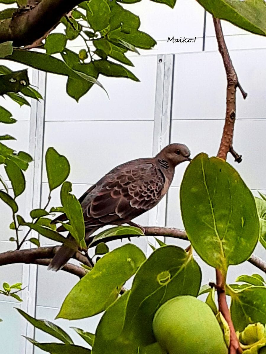 柿の木と山鳩。