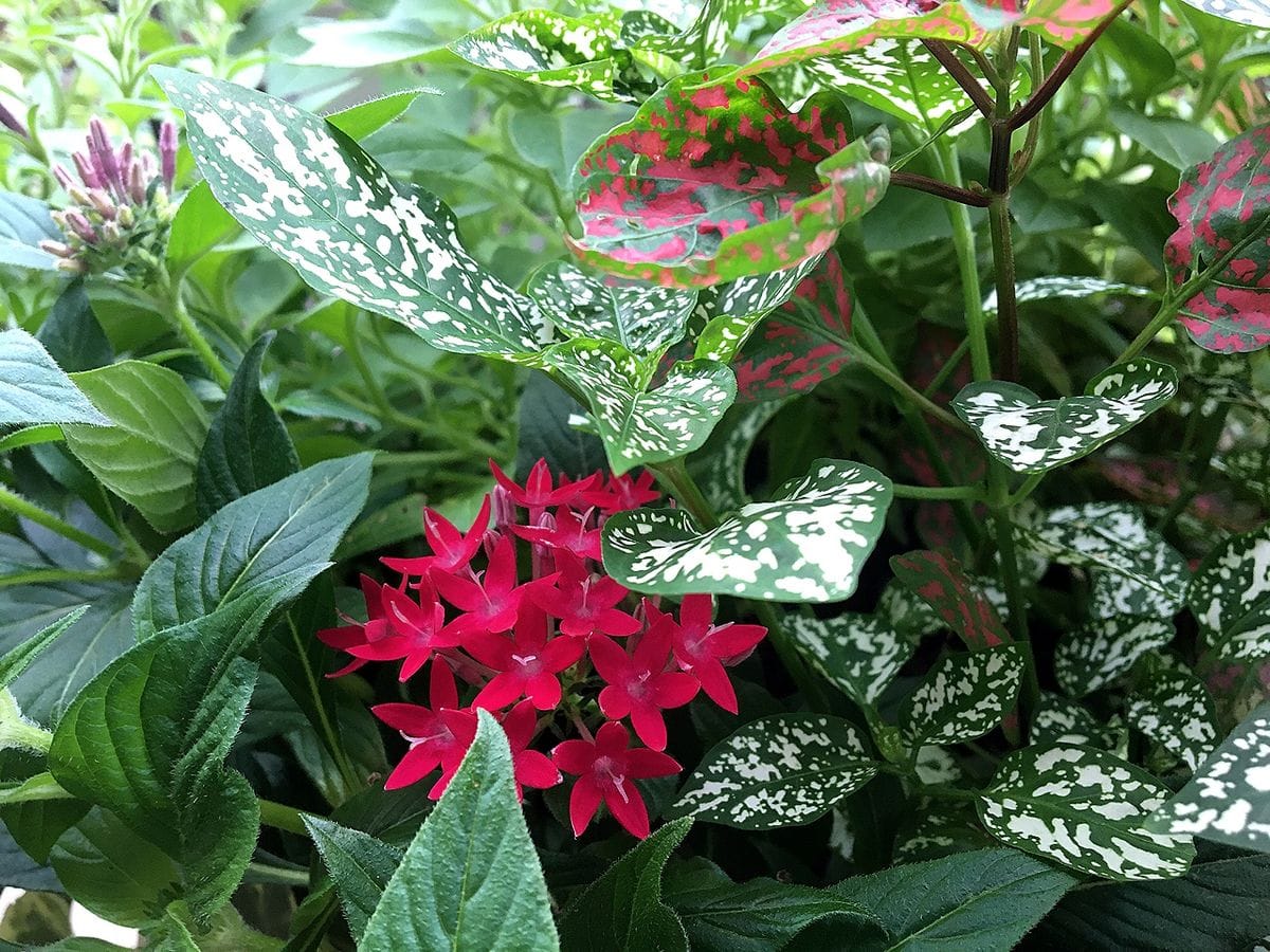 ワクワクするお花が無くて〜💦