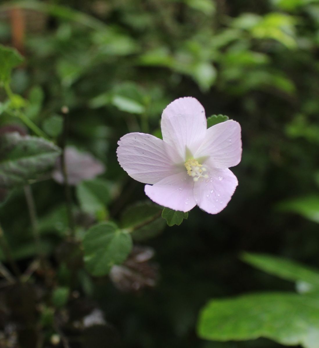 ピンクの小花