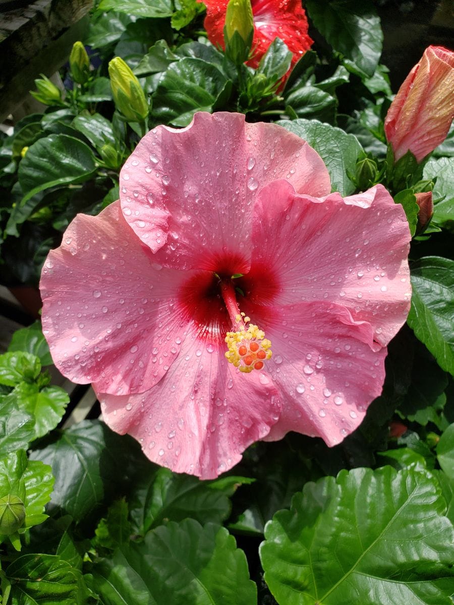 梅雨明けは何時？