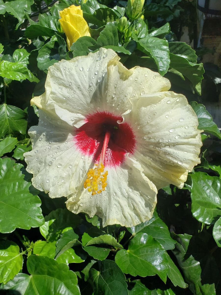 梅雨明けは何時？