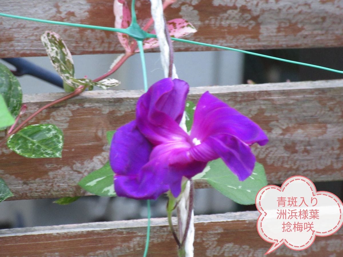 由愛(ゆめ)の花日記♪