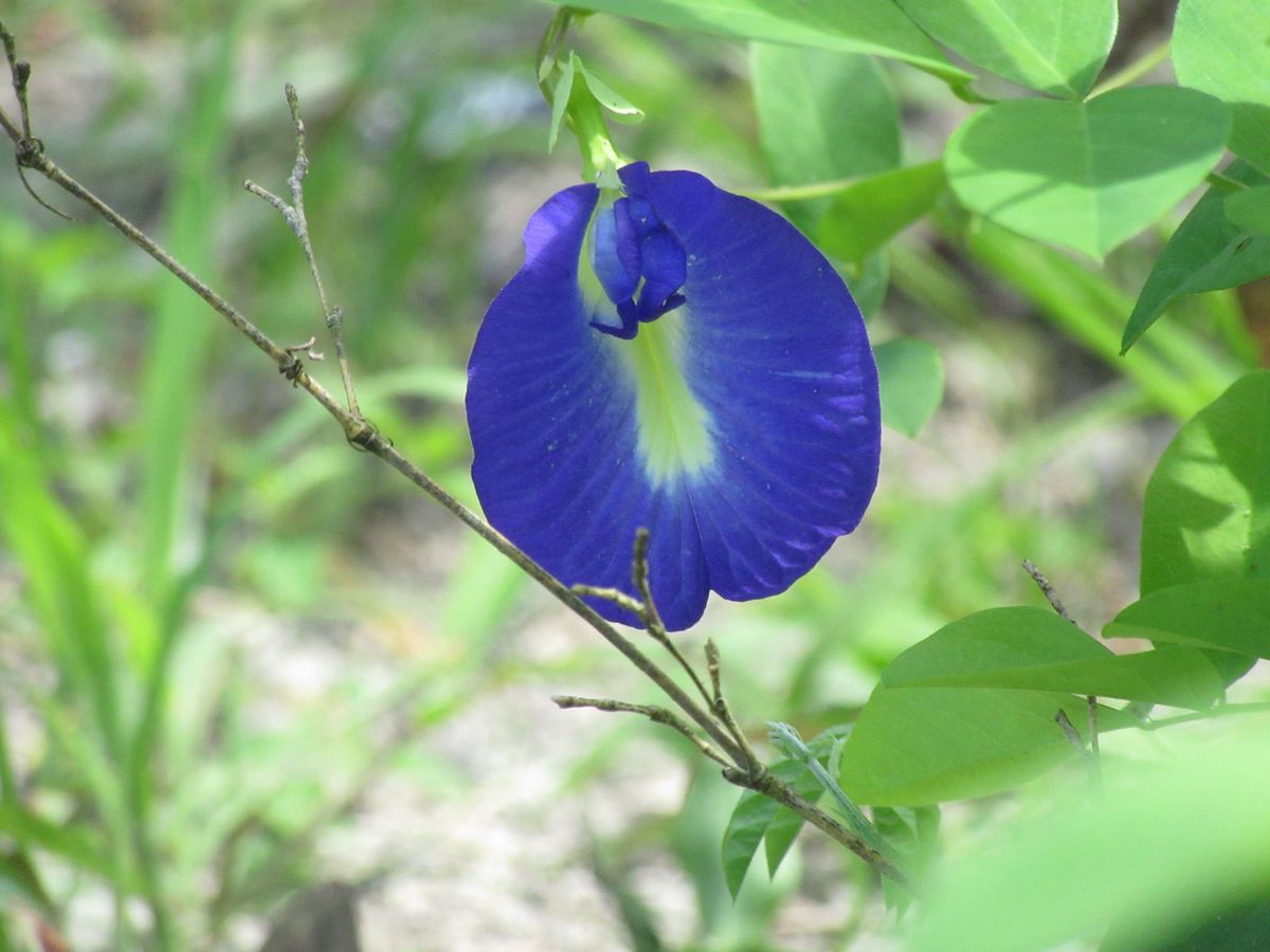 由愛(ゆめ)の花日記♪