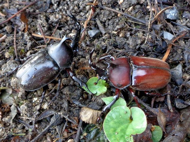 庭の生き物たち