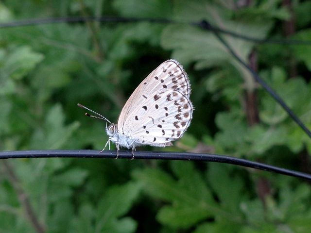 庭の生き物たち