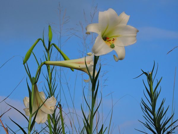 タカサゴユリの季節