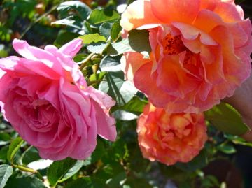 夕方の庭から　仏系薔薇編