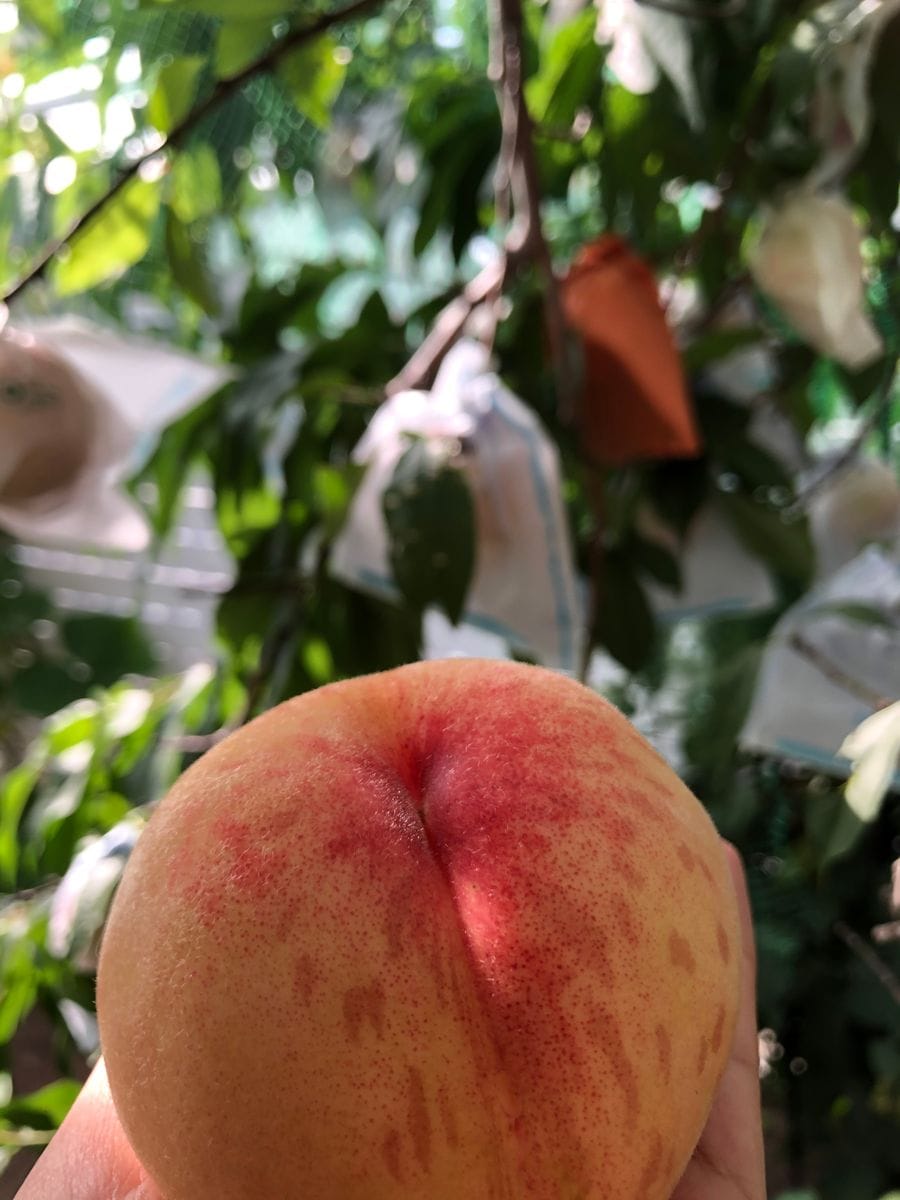 🍑桃の収穫開始。