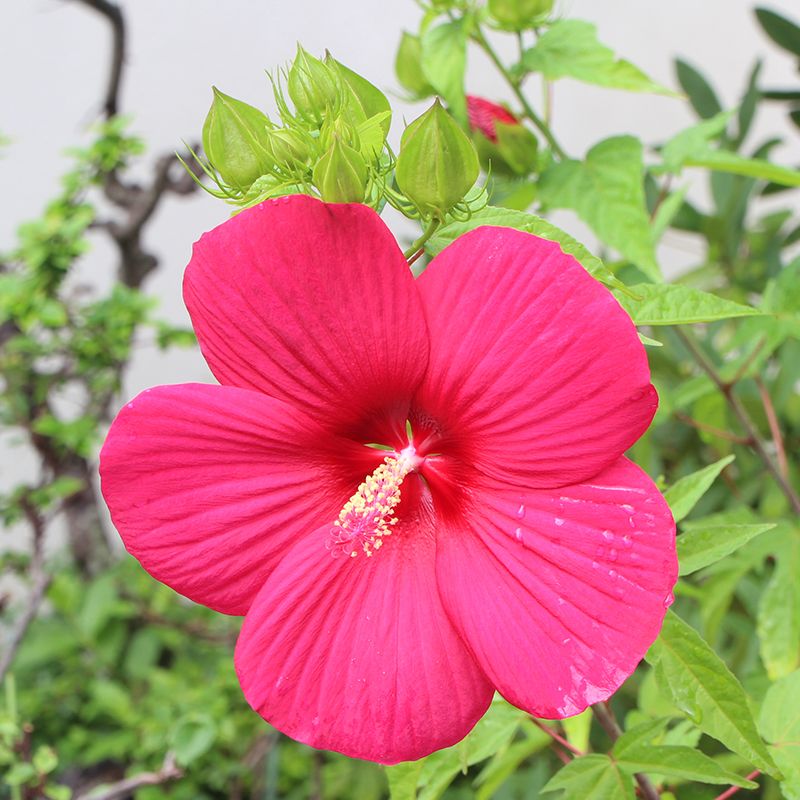 タイタンビカス開花中