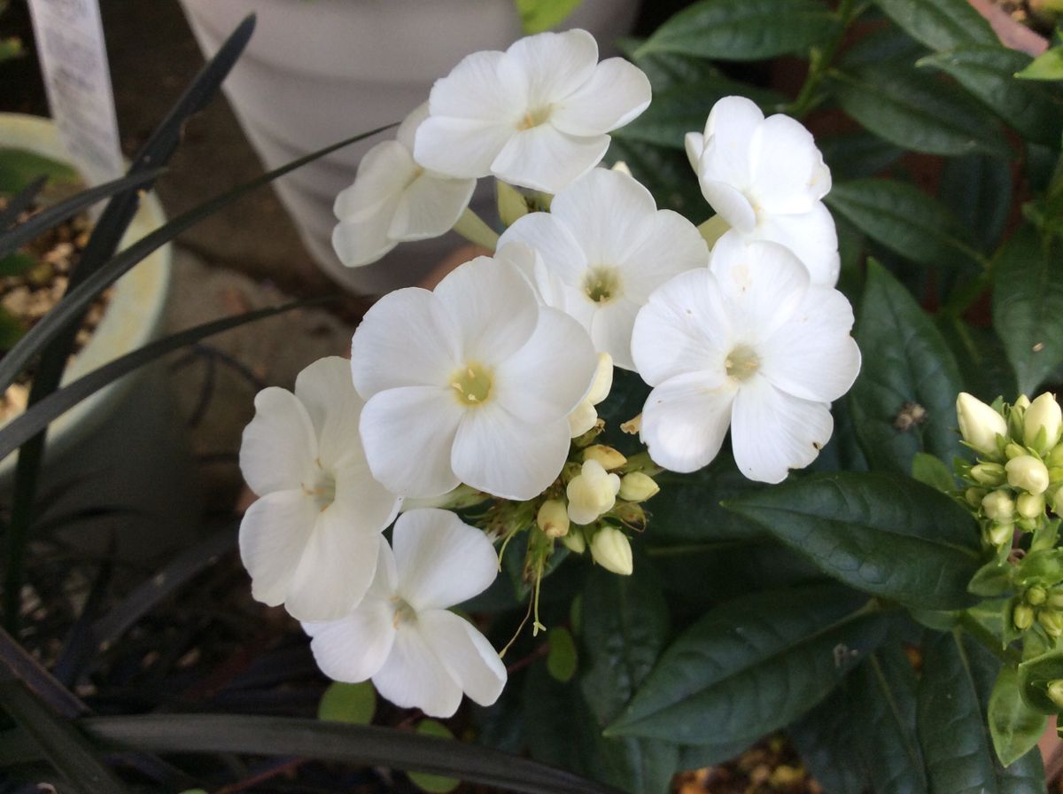 今日の花🎀  ２番花フロックス  8/2