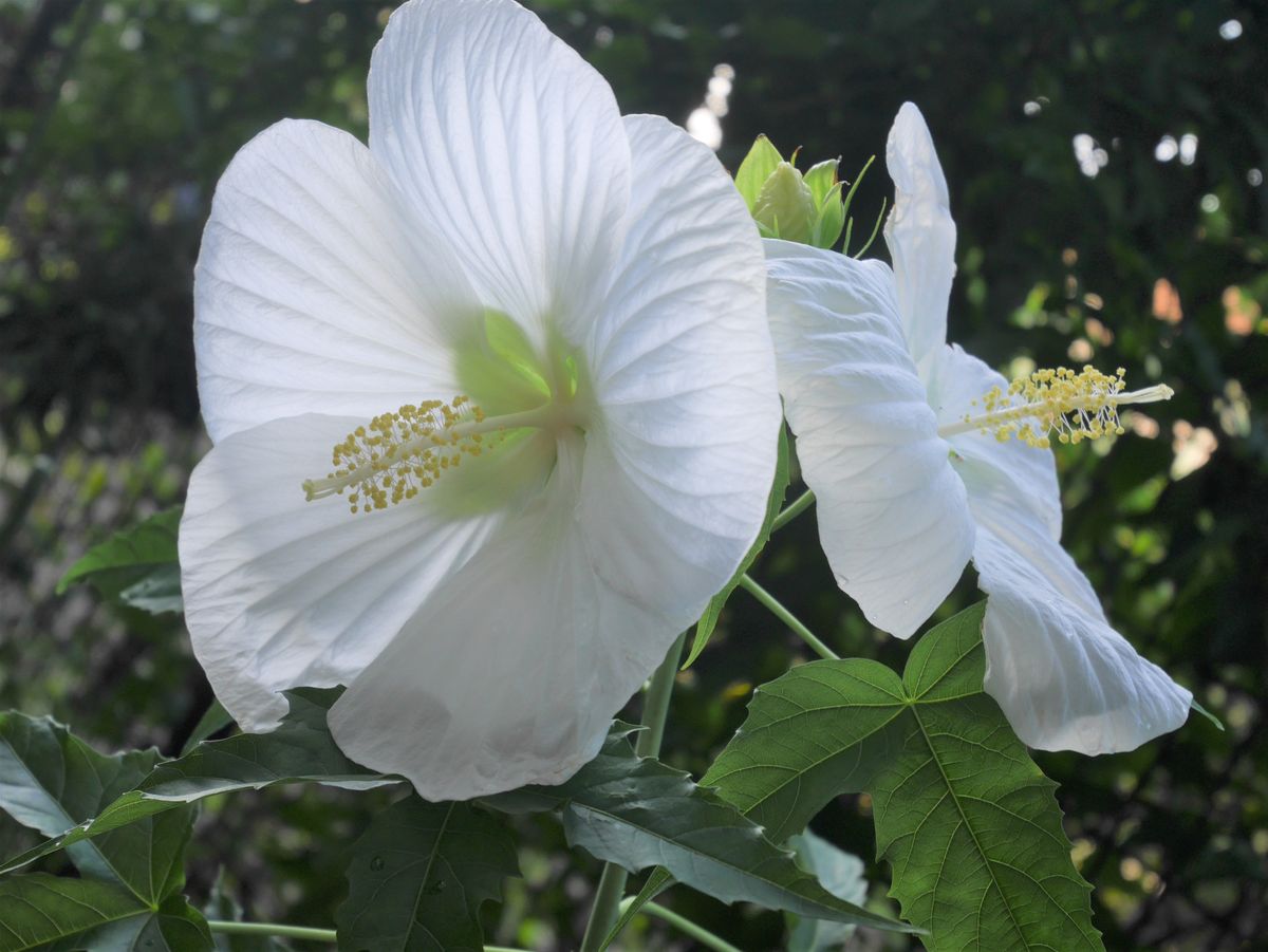 ① 庭の花～白いお花達