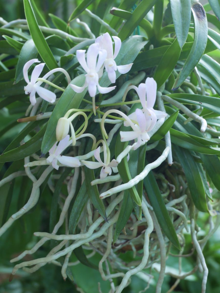 ① 庭の花～白いお花達