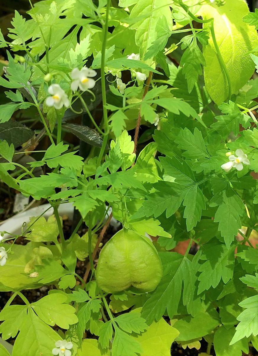 ① 庭の花～白いお花達