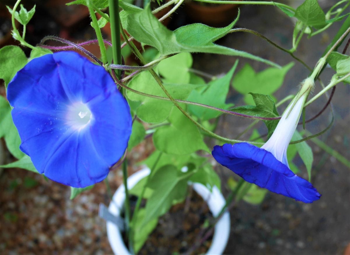 ②  庭の花～朝顔など