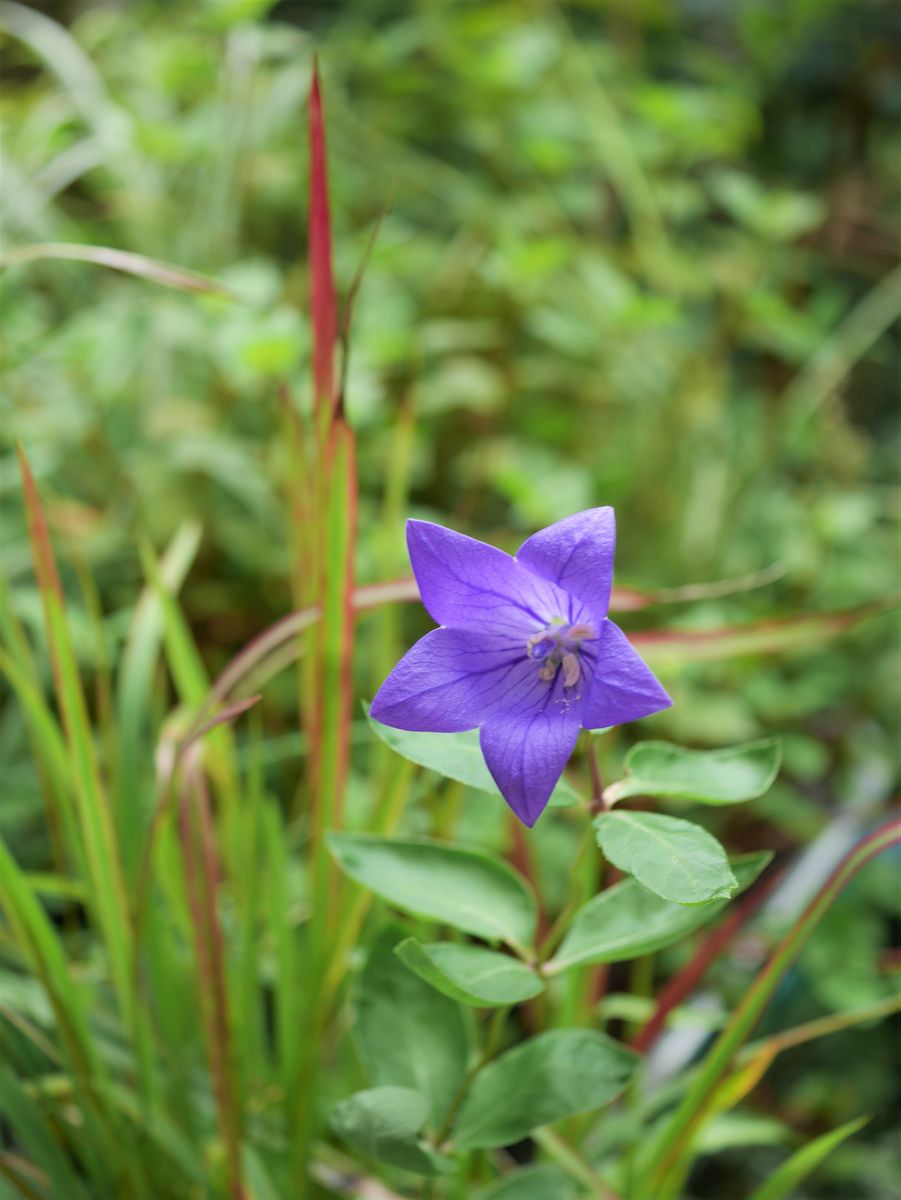 ②  庭の花～朝顔など