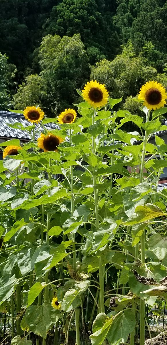 タイタンビカス「バルカン」初花👍