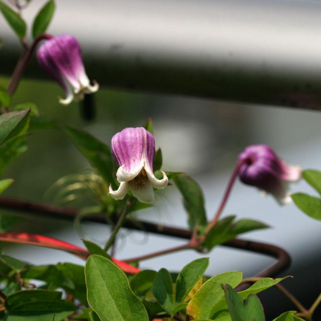 秋植球根の掘り上げ