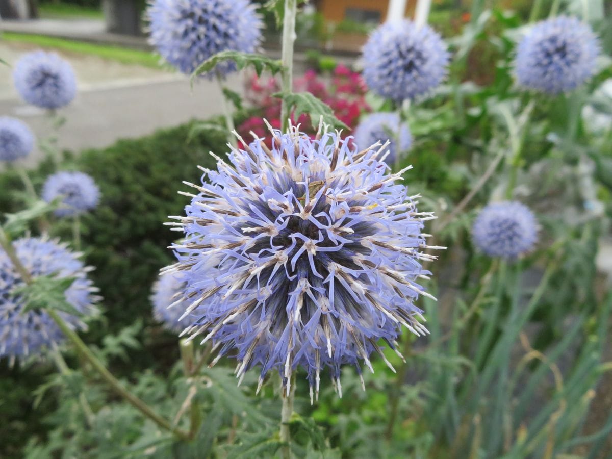 ホリホック、ルリタマアザミ、オクラの花。