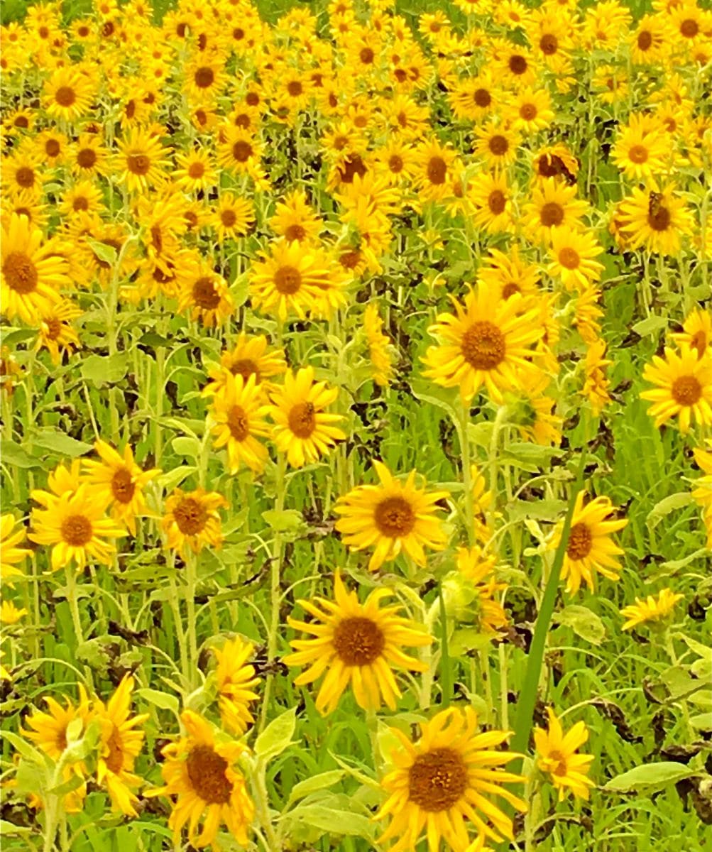 2回目の胡蝶蘭の花が次々と